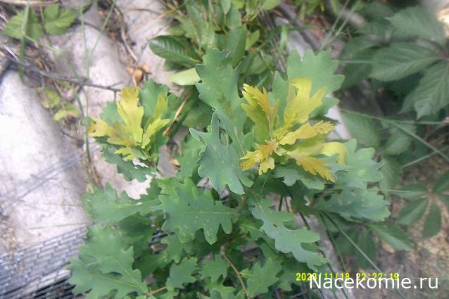 Eva1949 - Дом мечты-души моей воспоминания; 1Abrikoska - Мой гостеприимный дом