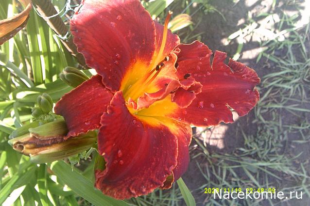 Eva1949 - Дом мечты-души моей воспоминания; 1Abrikoska - Мой гостеприимный дом