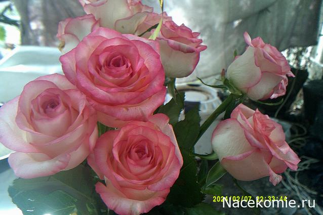 Eva1949 - Дом мечты-души моей воспоминания; 1Abrikoska - Мой гостеприимный дом