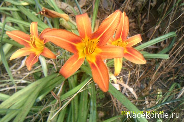 Eva1949 - Дом мечты-души моей воспоминания; 1Abrikoska - Мой гостеприимный дом