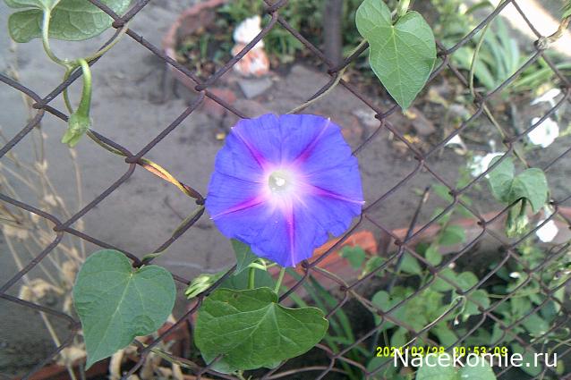 Eva1949 - Дом мечты-души моей воспоминания; 1Abrikoska - Мой гостеприимный дом