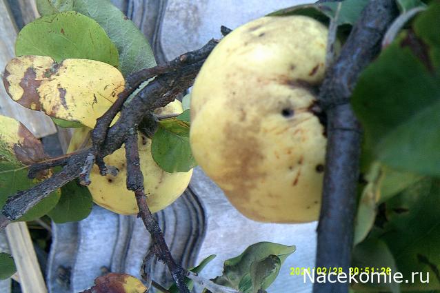 Eva1949 - Дом мечты-души моей воспоминания; 1Abrikoska - Мой гостеприимный дом