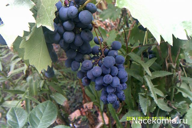 Eva1949 - Дом мечты-души моей воспоминания; 1Abrikoska - Мой гостеприимный дом