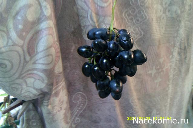 Eva1949 - Дом мечты-души моей воспоминания; 1Abrikoska - Мой гостеприимный дом