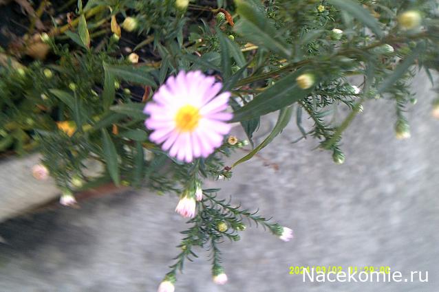 Eva1949 - Дом мечты-души моей воспоминания; 1Abrikoska - Мой гостеприимный дом