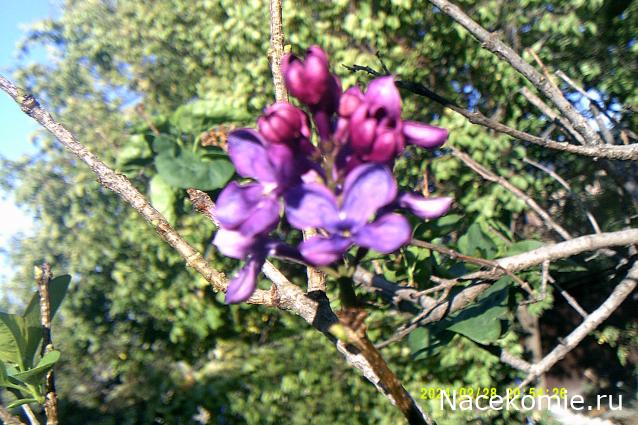 Eva1949 - Дом мечты-души моей воспоминания; 1Abrikoska - Мой гостеприимный дом