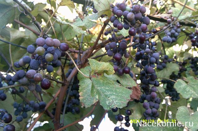 Eva1949 - Дом мечты-души моей воспоминания; 1Abrikoska - Мой гостеприимный дом