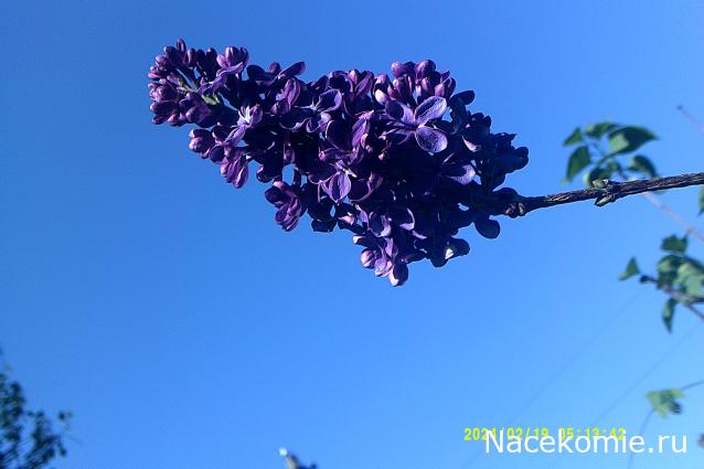 Eva1949 - Дом мечты-души моей воспоминания; 1Abrikoska - Мой гостеприимный дом