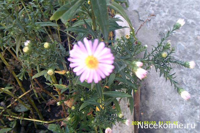 Eva1949 - Дом мечты-души моей воспоминания; 1Abrikoska - Мой гостеприимный дом