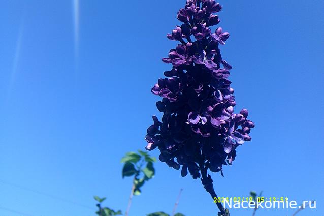 Eva1949 - Дом мечты-души моей воспоминания; 1Abrikoska - Мой гостеприимный дом