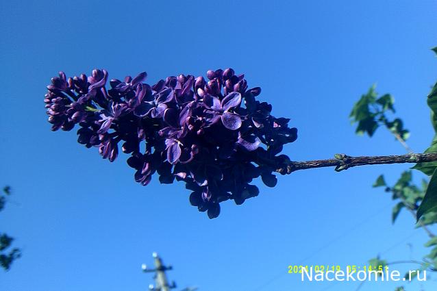 Eva1949 - Дом мечты-души моей воспоминания; 1Abrikoska - Мой гостеприимный дом