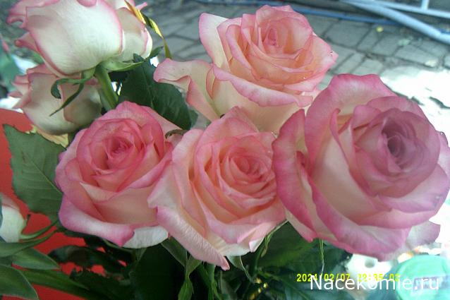 Eva1949 - Дом мечты-души моей воспоминания; 1Abrikoska - Мой гостеприимный дом