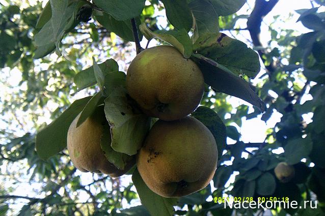 Eva1949 - Дом мечты-души моей воспоминания; 1Abrikoska - Мой гостеприимный дом