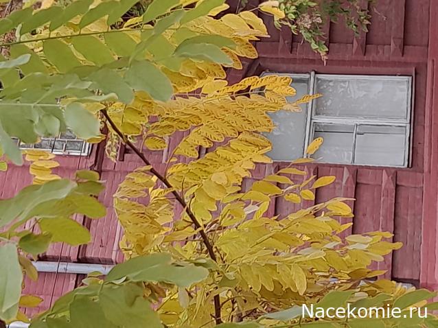 Liana65-Snegana - Мой будущий дом и его обитатели.