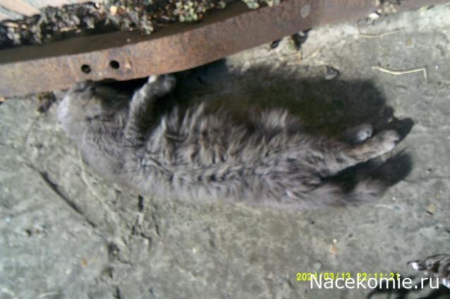 Eva1949 - Дом мечты-души моей воспоминания; 1Abrikoska - Мой гостеприимный дом