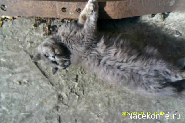 Eva1949 - Дом мечты-души моей воспоминания; 1Abrikoska - Мой гостеприимный дом