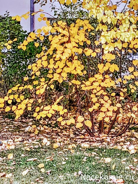 Liana65-Snegana - Мой будущий дом и его обитатели.