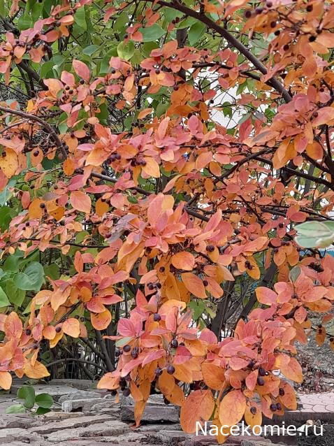 Liana65-Snegana - Мой будущий дом и его обитатели.