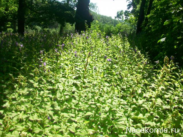 mirumir - Ваня, Валя, Вася