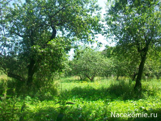 mirumir - Ваня, Валя, Вася