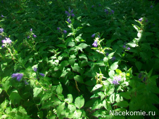 mirumir - Ваня, Валя, Вася