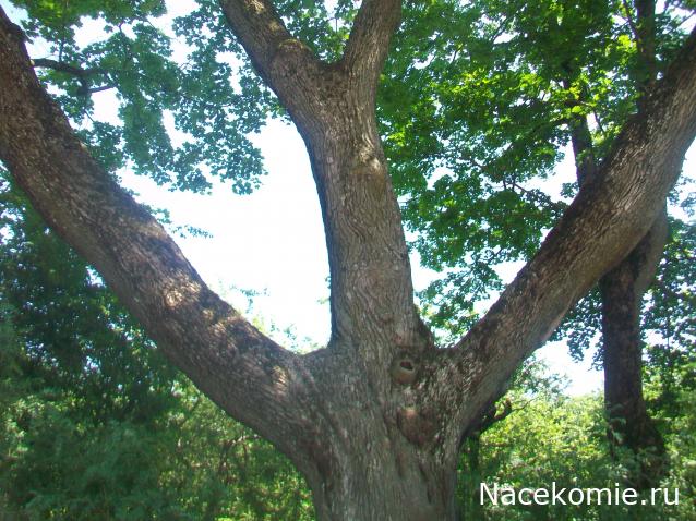 mirumir - Ваня, Валя, Вася