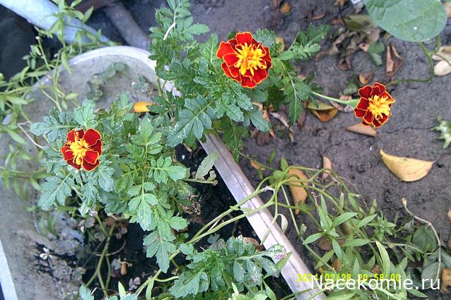 Eva1949 - Дом мечты-души моей воспоминания; 1Abrikoska - Мой гостеприимный дом