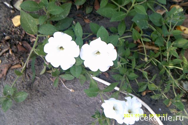 Eva1949 - Дом мечты-души моей воспоминания; 1Abrikoska - Мой гостеприимный дом