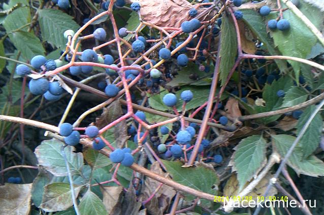 Eva1949 - Дом мечты-души моей воспоминания; 1Abrikoska - Мой гостеприимный дом