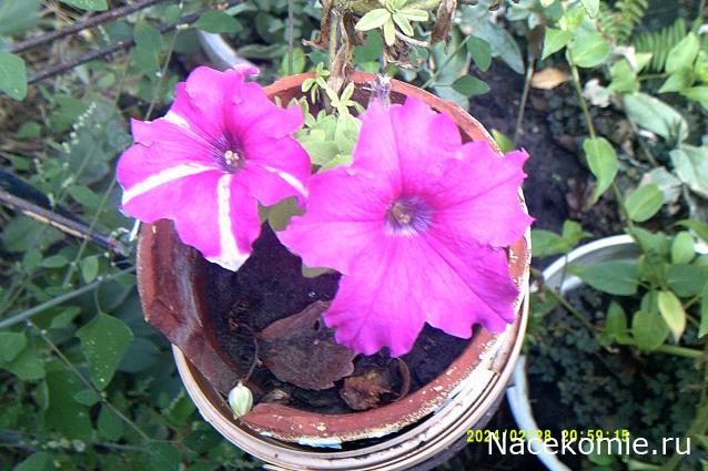 Eva1949 - Дом мечты-души моей воспоминания; 1Abrikoska - Мой гостеприимный дом