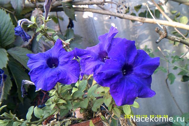 Eva1949 - Дом мечты-души моей воспоминания; 1Abrikoska - Мой гостеприимный дом