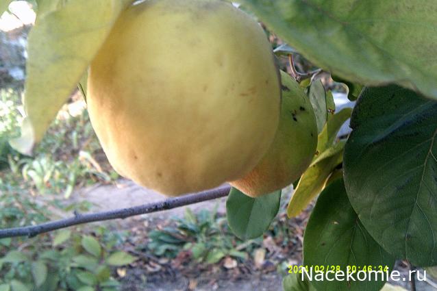 Eva1949 - Дом мечты-души моей воспоминания; 1Abrikoska - Мой гостеприимный дом