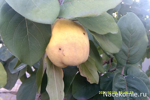 Eva1949 - Дом мечты-души моей воспоминания; 1Abrikoska - Мой гостеприимный дом