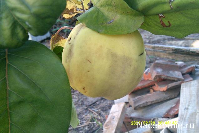 Eva1949 - Дом мечты-души моей воспоминания; 1Abrikoska - Мой гостеприимный дом