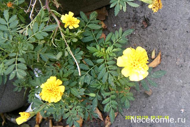 Eva1949 - Дом мечты-души моей воспоминания; 1Abrikoska - Мой гостеприимный дом