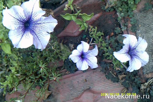 Eva1949 - Дом мечты-души моей воспоминания; 1Abrikoska - Мой гостеприимный дом