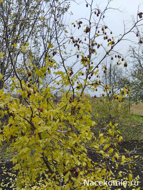 Кулинарный отдел