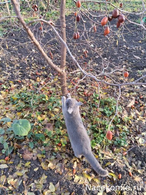 Кулинарный отдел