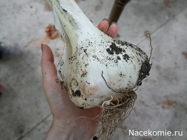 Кулинарный отдел