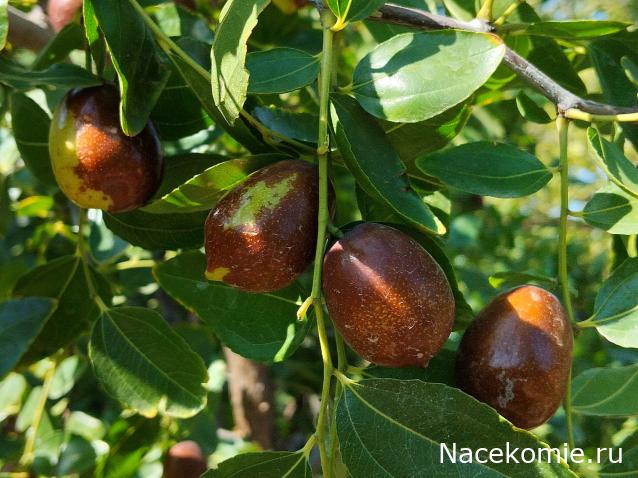 Кулинарный отдел