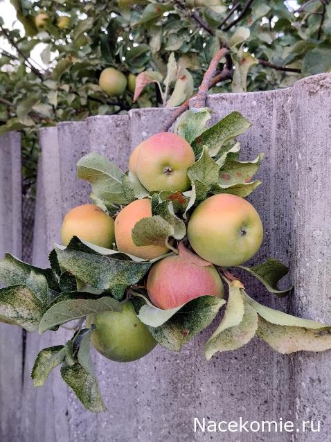 Кулинарный отдел