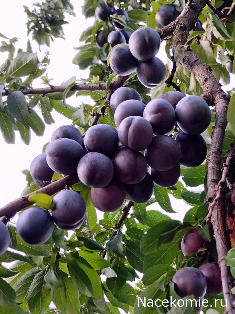 Кулинарный отдел