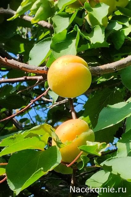 Кулинарный отдел