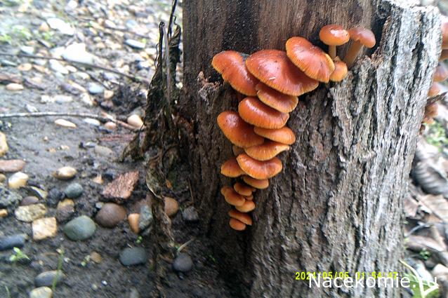 Eva1949 - Дом мечты-души моей воспоминания; 1Abrikoska - Мой гостеприимный дом