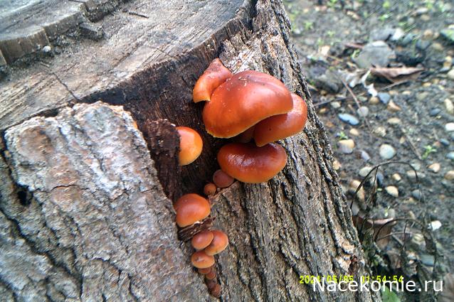 Eva1949 - Дом мечты-души моей воспоминания; 1Abrikoska - Мой гостеприимный дом