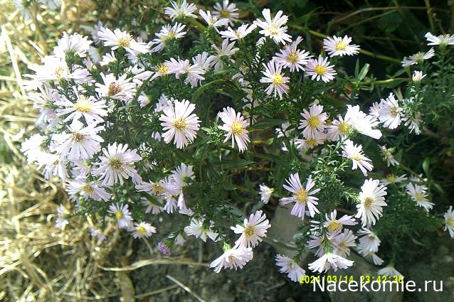 Eva1949 - Дом мечты-души моей воспоминания; 1Abrikoska - Мой гостеприимный дом