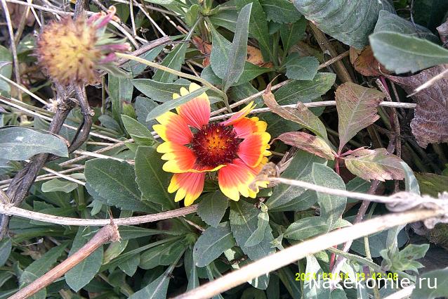 Eva1949 - Дом мечты-души моей воспоминания; 1Abrikoska - Мой гостеприимный дом