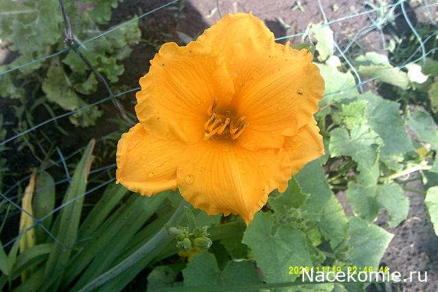 Eva1949 - Дом мечты-души моей воспоминания; 1Abrikoska - Мой гостеприимный дом