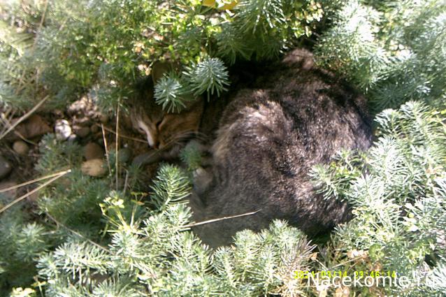 Eva1949 - Дом мечты-души моей воспоминания; 1Abrikoska - Мой гостеприимный дом