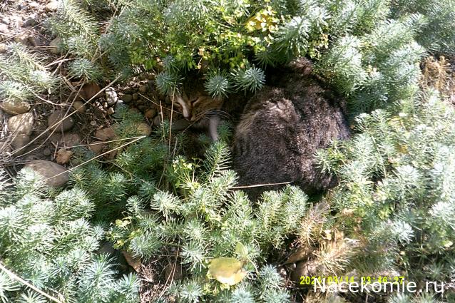 Eva1949 - Дом мечты-души моей воспоминания; 1Abrikoska - Мой гостеприимный дом